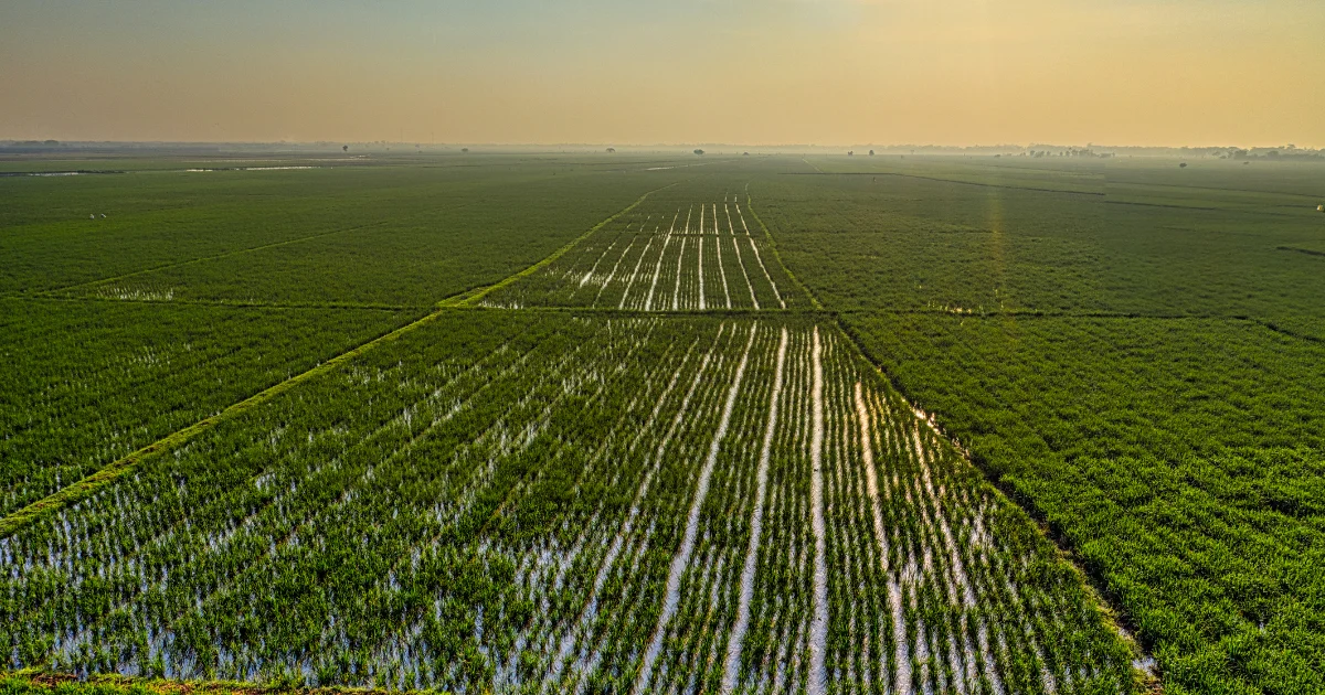 Gestão rural eficiente, o caminho para aumentar a lucratividade no campo