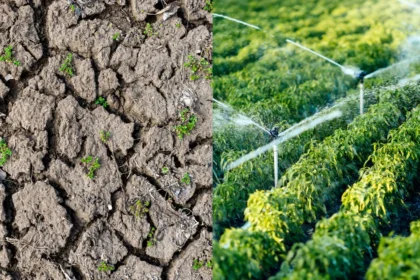 Terras de pastagem degradada a fronteira de valorização para o ciclo 20262030