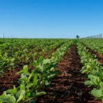 Arrendamento em sacas vs. percentual qual modelo protege melhor o patrimônio em 2026