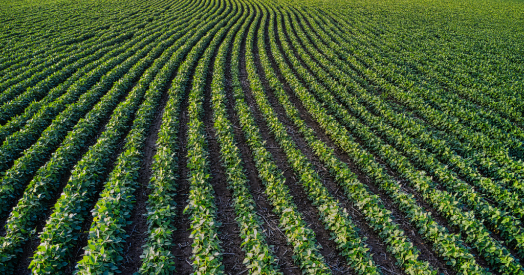 Arrendamento vs. Operação própria qual modelo realmente gera mais yield por hectare em 2026