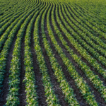 Arrendamento vs. Operação própria qual modelo realmente gera mais yield por hectare em 2026