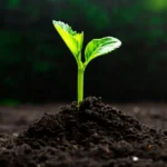 Biotecnologia e Resiliência As novas sementes que estão protegendo o capital contra as variações climáticas