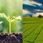 Fiagros vs. CDI por que a renda variável no agro está atraindo o investidor institucional hoje