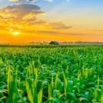 Gestão de margem vs. Gestão de produção por que colher muito não garante lucro em 2026