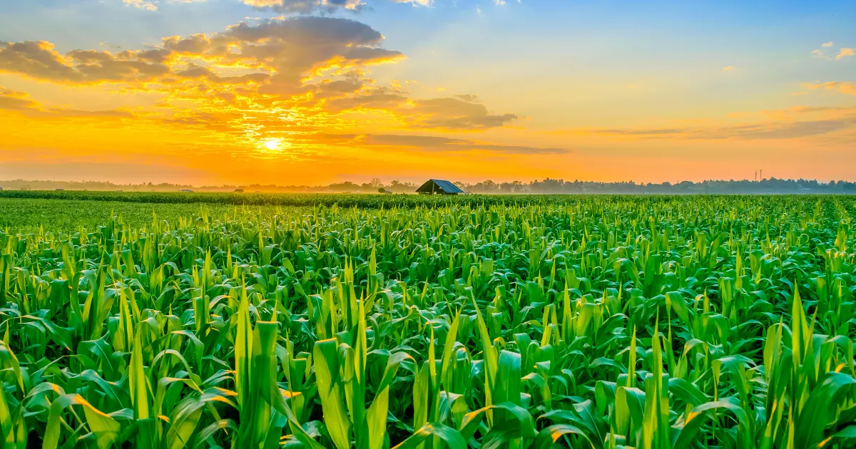 Gestão de margem vs. Gestão de produção por que colher muito não garante lucro em 2026