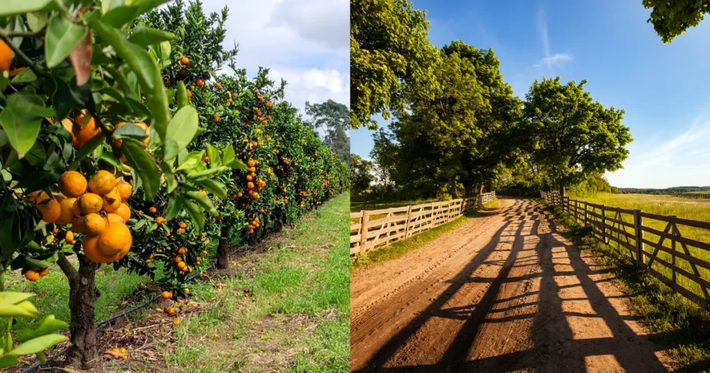 Arrendamento rural o que mais pesa na formação do valor por hectare