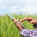 Conectividade rural o gargalo invisível da tecnologia no campo (1)