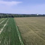 Gestão de risco no agro como proteger margem em anos ruins