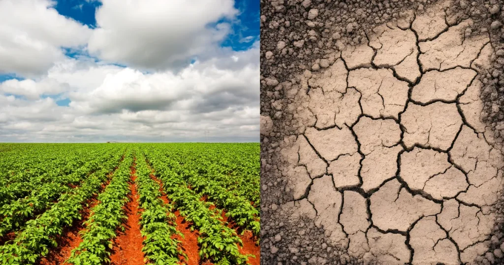 Gestão de risco no agro seguro rural a proteção que encolheu na hora errada