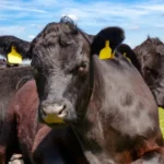 Investimento em pecuária de corte custos reais e margem por arroba