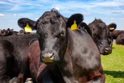 Investimento em pecuária de corte custos reais e margem por arroba