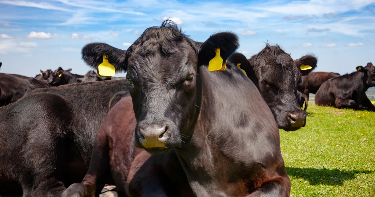 Investimento em pecuária de corte custos reais e margem por arroba