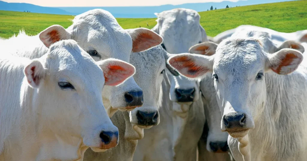 Investimento em pecuária de corte perspectivas para 2026 o que muda