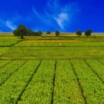 Terra agrícola como ativo valorização e geração de renda no Brasil