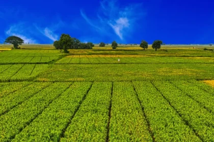 Terra agrícola como ativo valorização e geração de renda no Brasil
