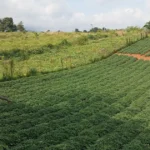 Gestão rural em 2026 como montar um planejamento financeiro para proteger a margem da safra