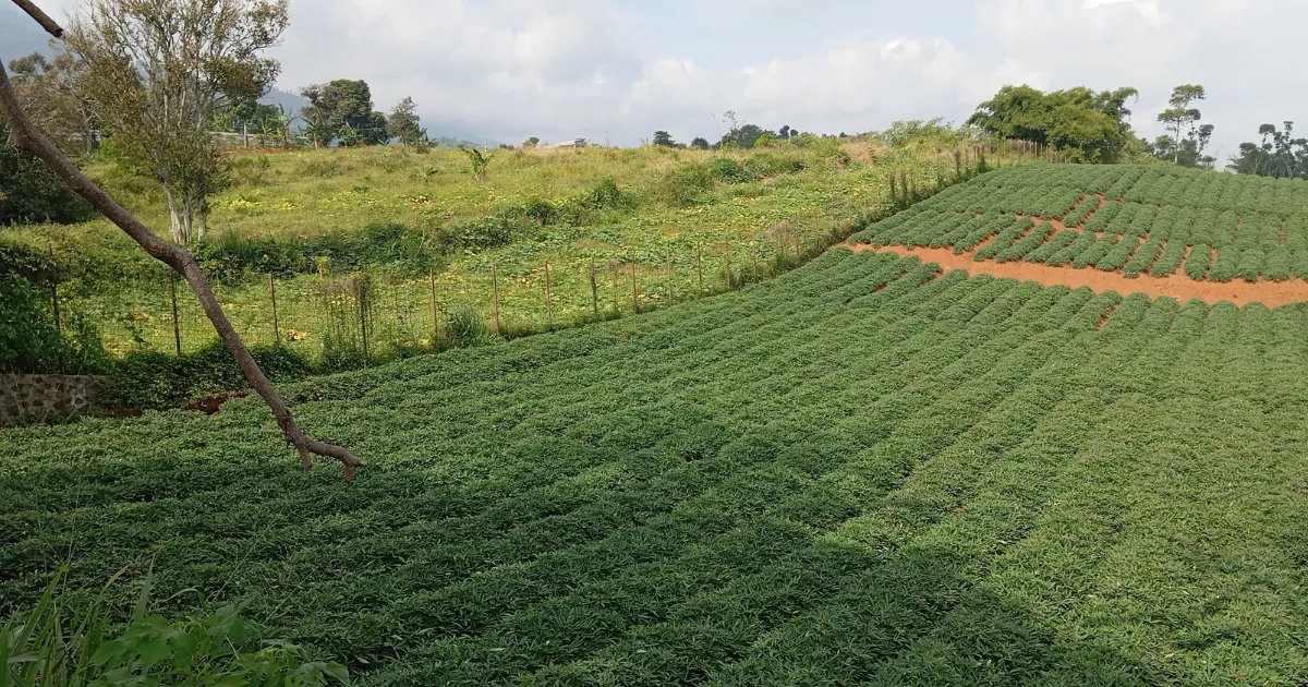 Gestão rural em 2026 como montar um planejamento financeiro para proteger a margem da safra