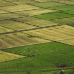 Investimento em terra agrícola em 2026 rendimento real, valor do hectare e ROI por cultura