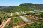Terra como ativo real proteção rentabilidade e os riscos que o mercado não precifica