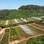 Terra como ativo real proteção rentabilidade e os riscos que o mercado não precifica