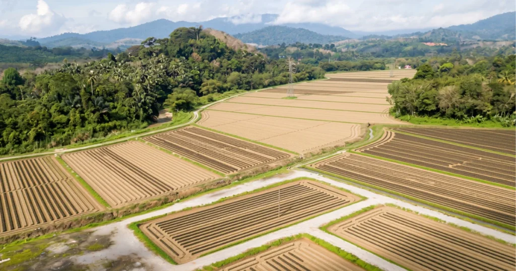 Capacidade produtiva do hectare