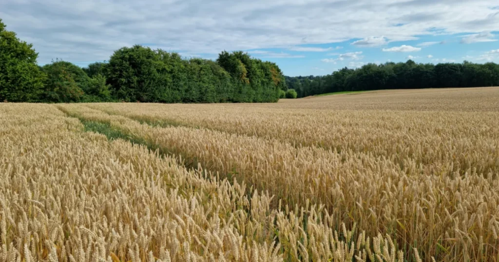 Como eu calculo o ROI por hectare