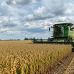 Ponto de equilíbrio rural quantas sacas por hectare você precisa colher para não ter prejuízo