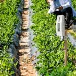 Sensoriamento agrícola como reduzir custos usando dados do campo