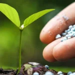 Bioinsumos: Como reduzir a dependência de fertilizantes químicos