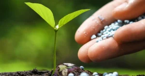 Bioinsumos: Como reduzir a dependência de fertilizantes químicos