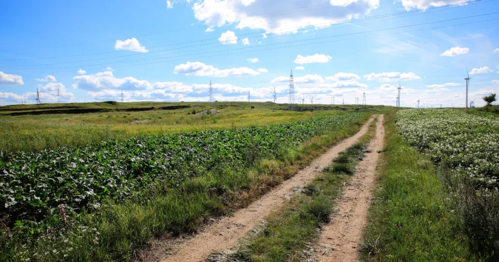 Fluxo de Caixa Pós-Colheita Estratégias de comercialização escalonada saia do tudo ou nada