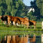 Valorização rural: o que realmente aumenta o valor de uma propriedade agrícola