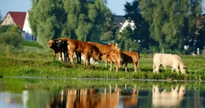 Valorização rural: o que realmente aumenta o valor de uma propriedade agrícola
