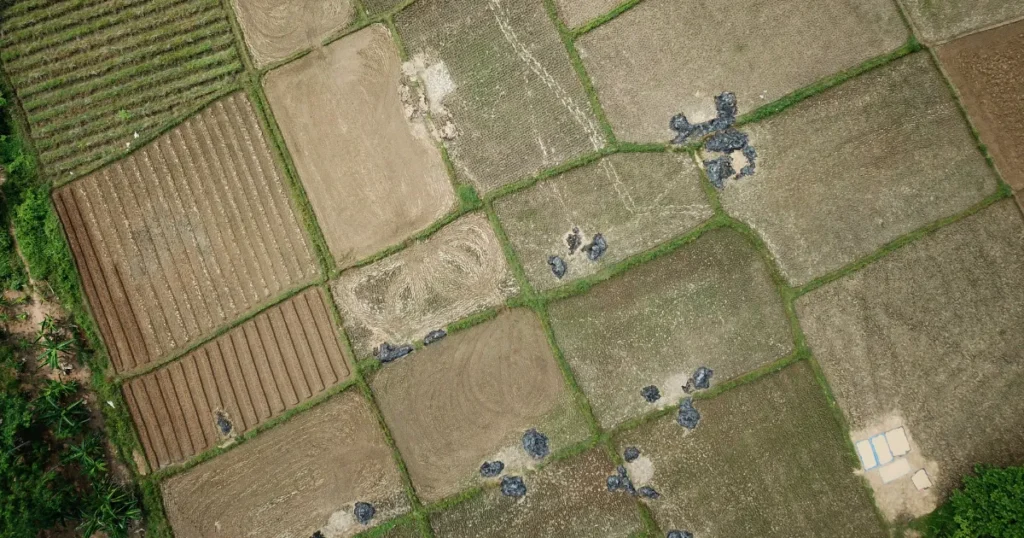 Arrendamento em sacas (fixo) segurança para quem recebe, pressão para quem planta (1)