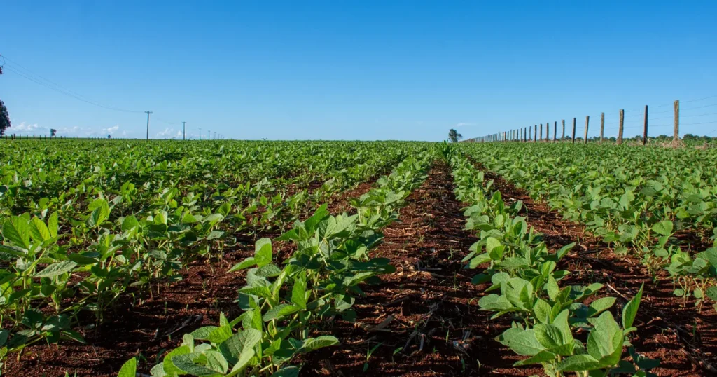 Arrendamento em sacas vs. percentual qual modelo protege melhor o patrimônio em 2026