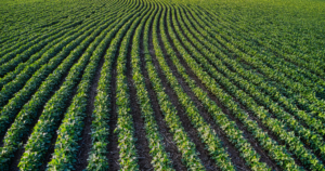 Arrendamento vs. Operação própria qual modelo realmente gera mais yield por hectare em 2026