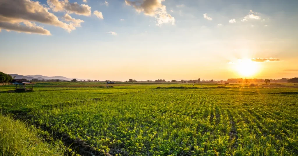 Câmbio e Commodities O impacto da volatilidade do dólar no fechamento da safra 2026