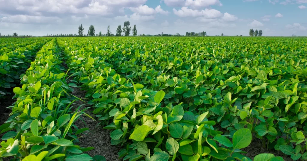 O que rende mais em 2026 arrendamento ou operação própria