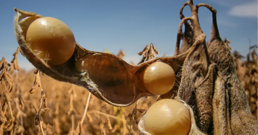 Riscos de mercado e logística quando o tempo trabalha contra