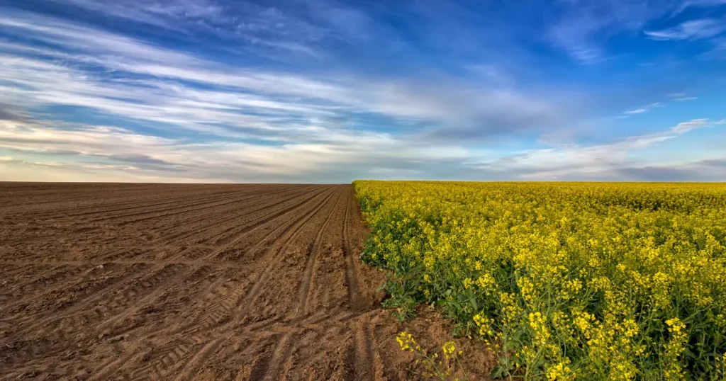 Saúde Biológica do Solo o patrimônio invisível