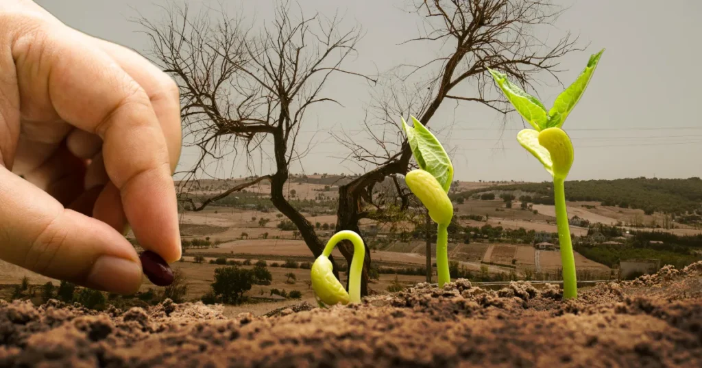 Sementes tolerantes à seca como funcionam e qual o impacto financeiro